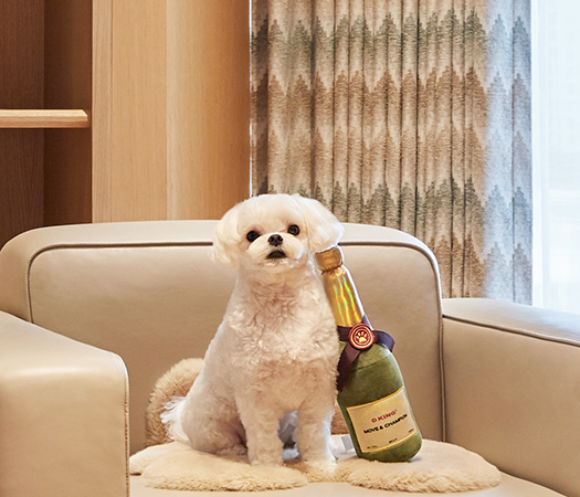 조선호텔 펫캉스